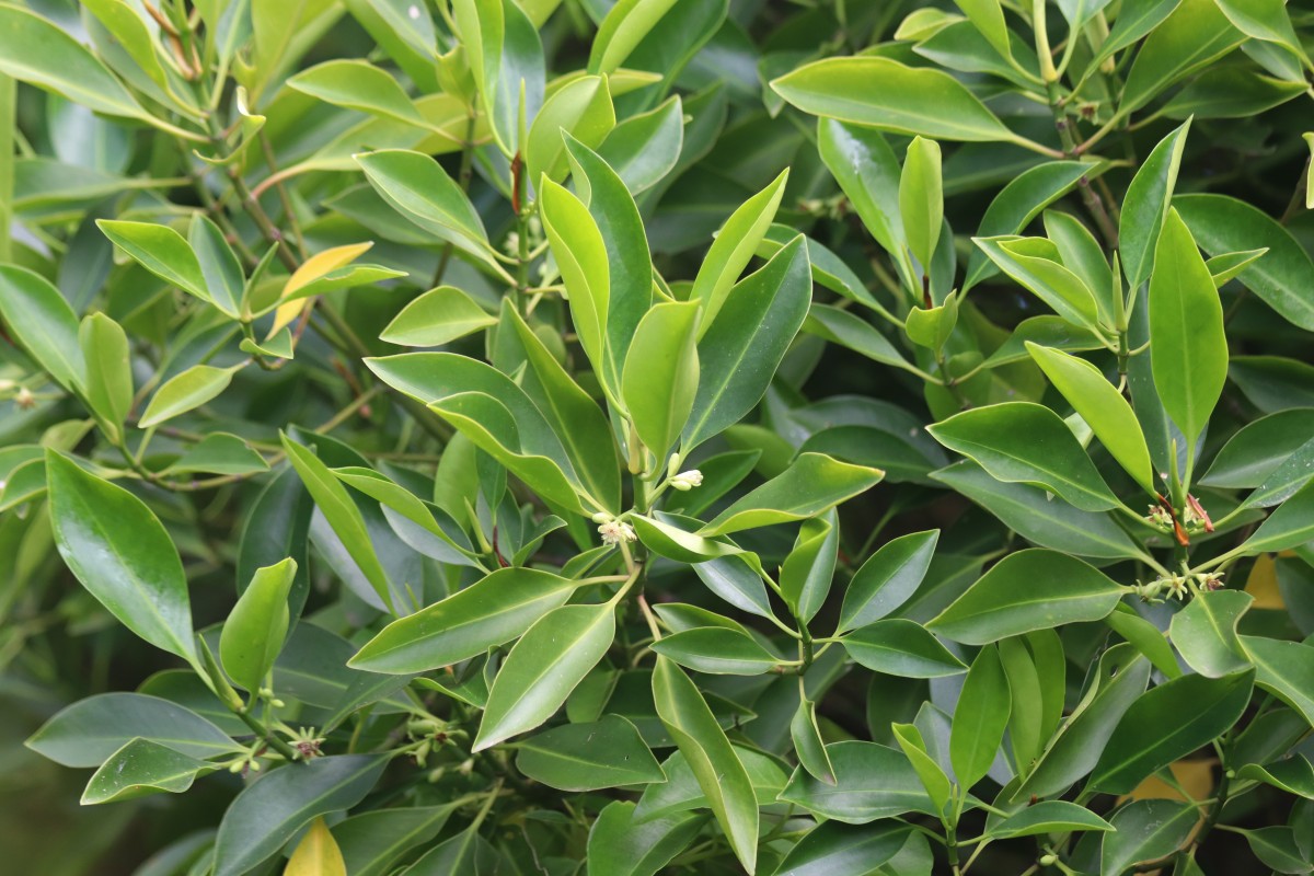 Bruguiera cylindrica (L.) Blume